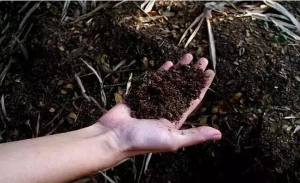 微生物可以用于治理土壤污染